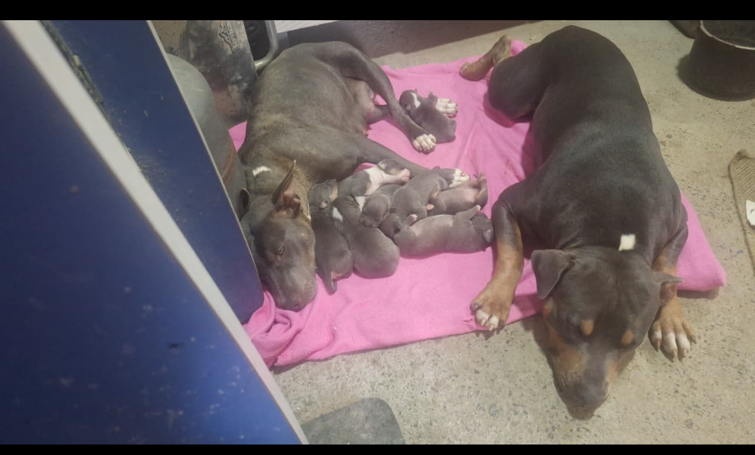 Pitbull  - Foto 1