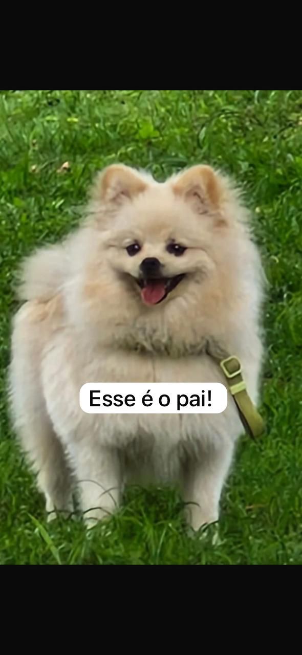 Spitz Alemão - Foto 2