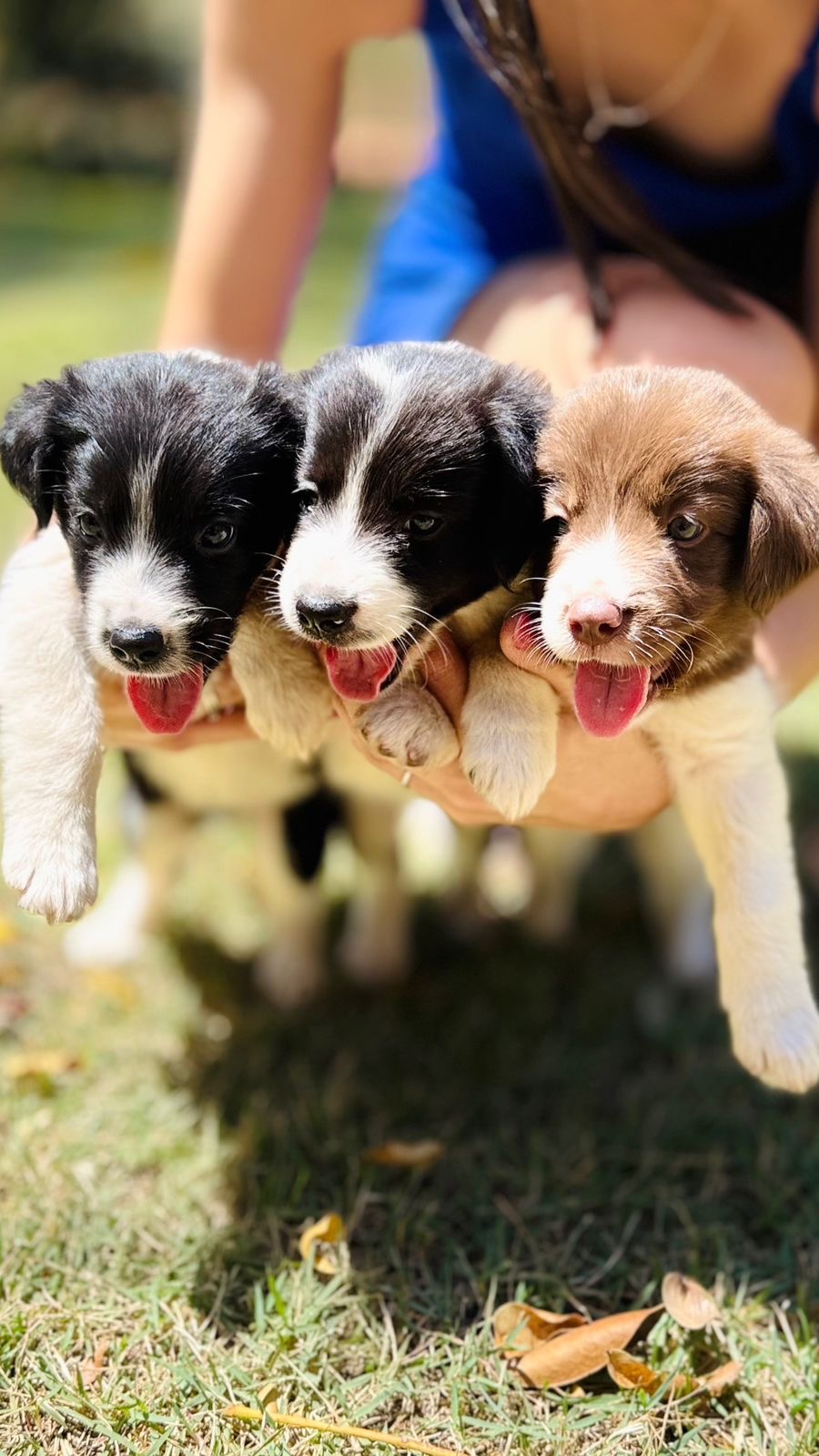 Border Collie - Foto 1