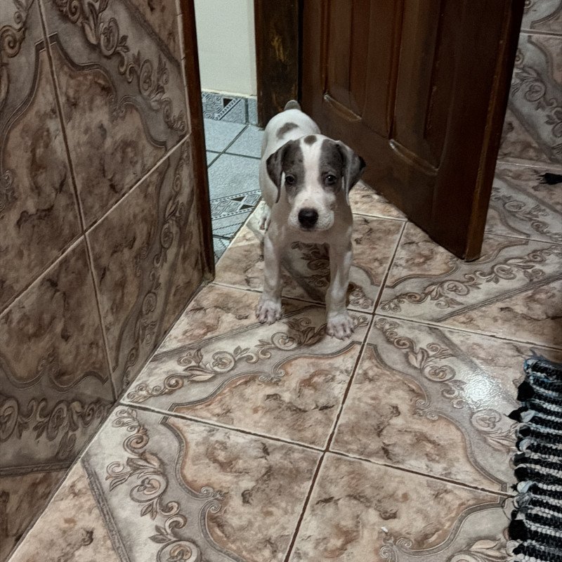 Filhote de Dog Alemão (45 dias) - Foto 3