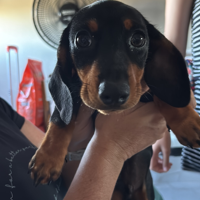 Vendo filhotes de Teckel (Arlequim e preto com canela) - Foto 3