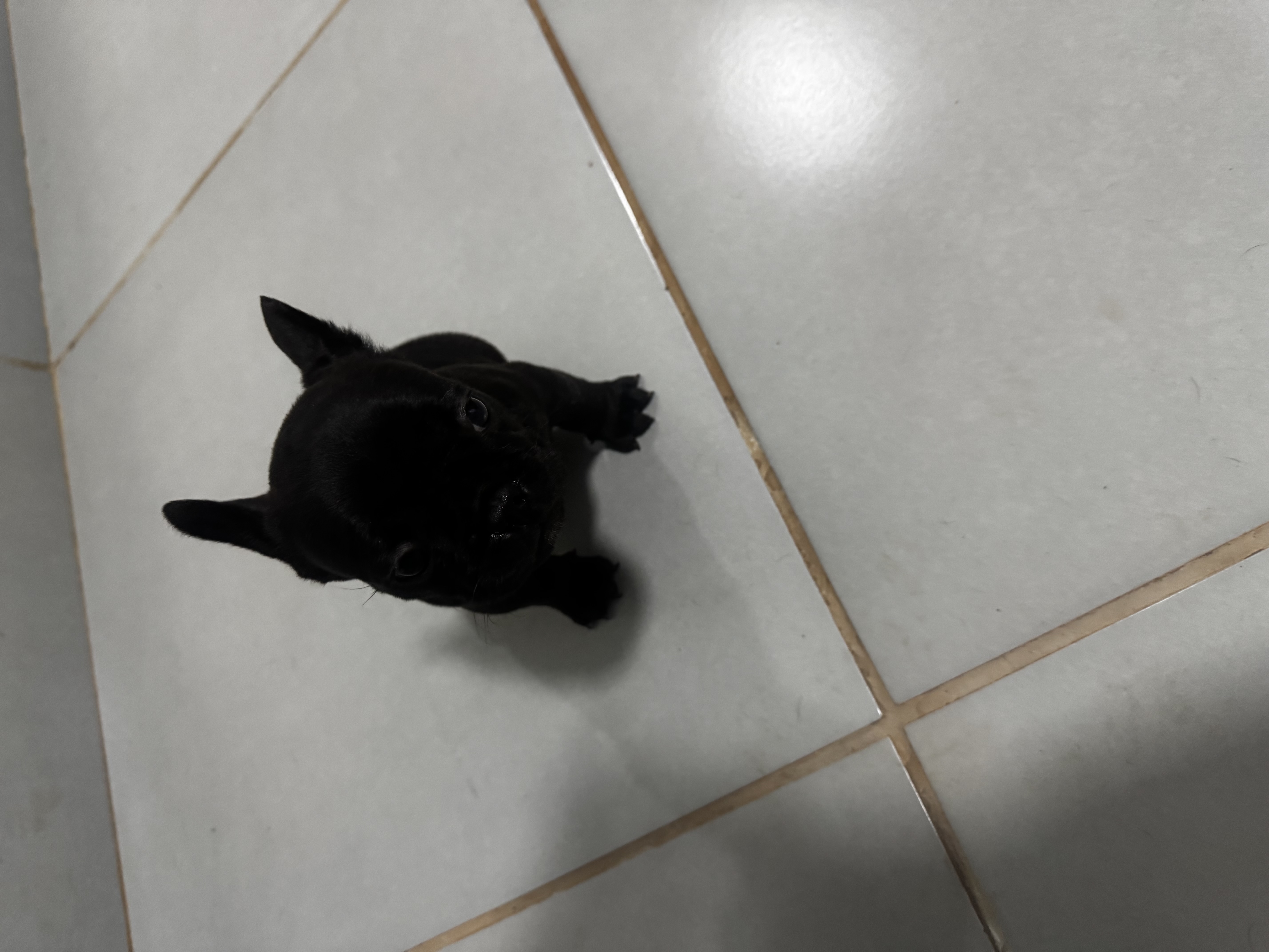 Buldogue Francês - Foto 2