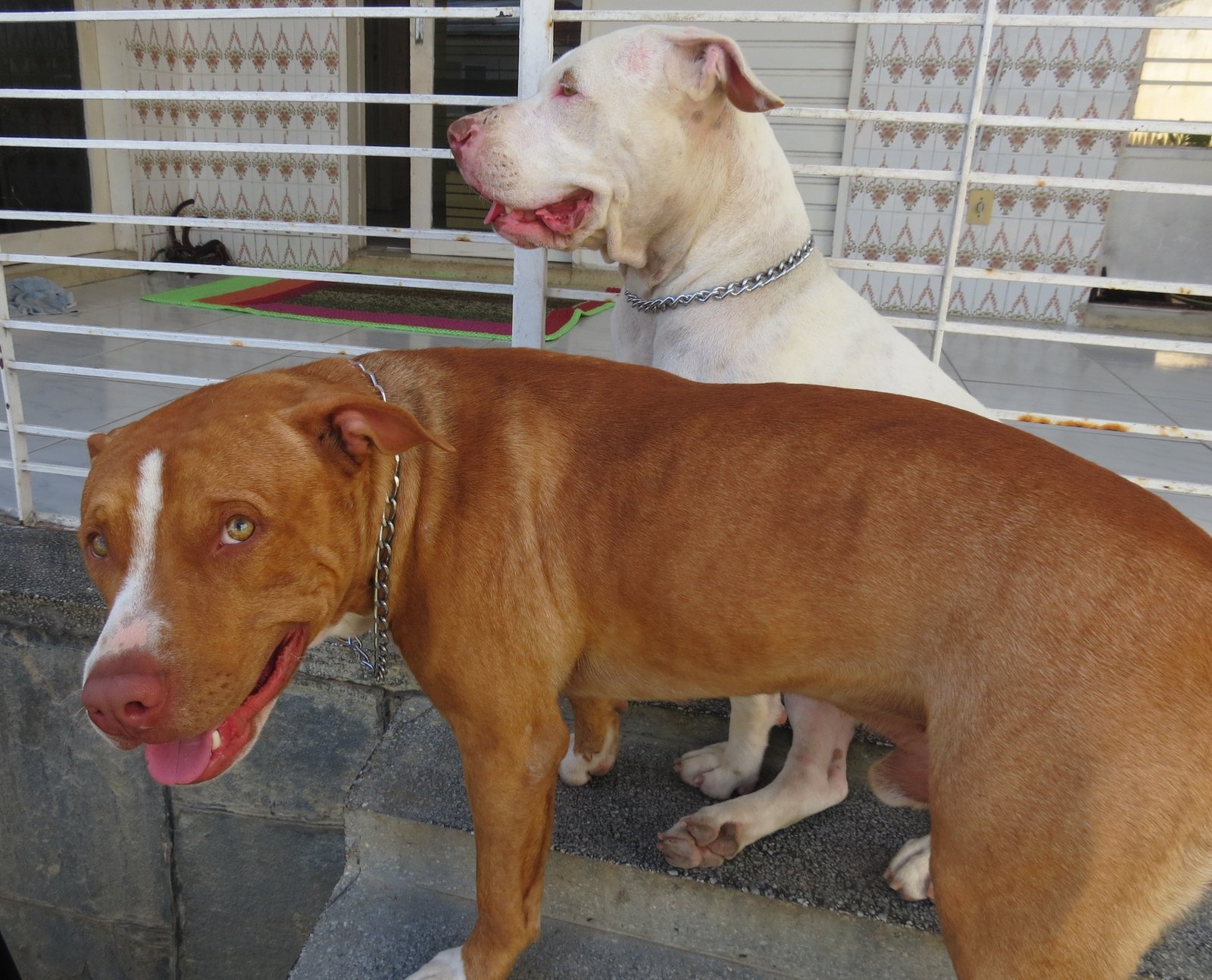Filhote de American Pit Bull Terrier - Red Nose (Macho) - Foto 4