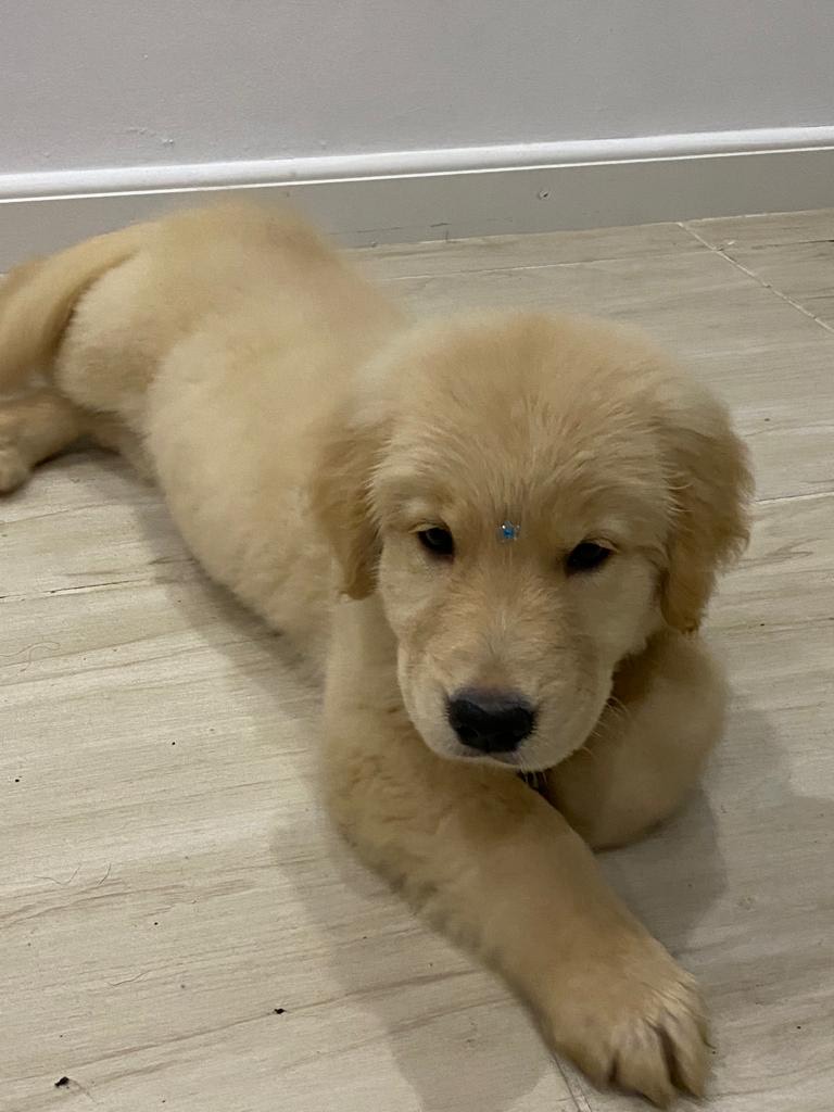 Golden Retriever - Foto 1