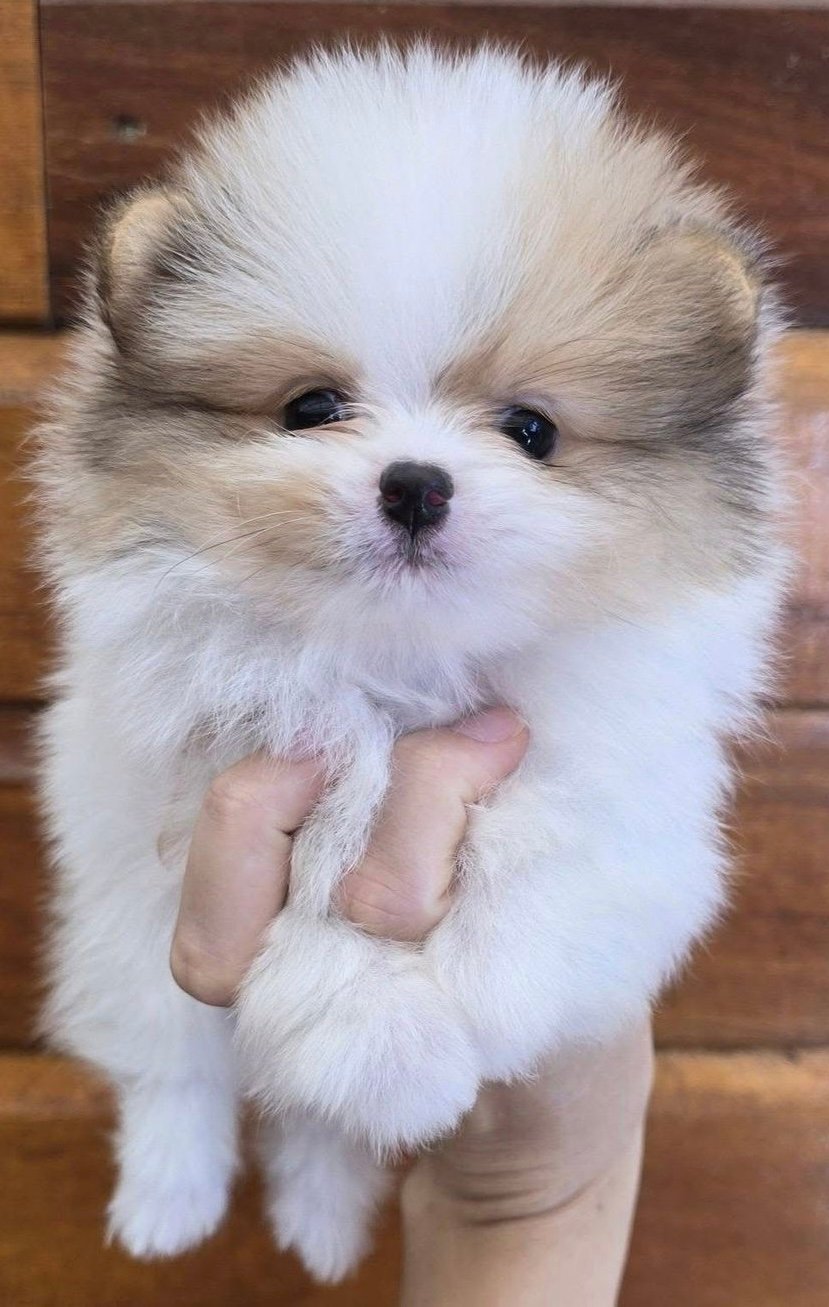 Filhotes machos e fêmeas de Lulu da pomerania  - Foto 2