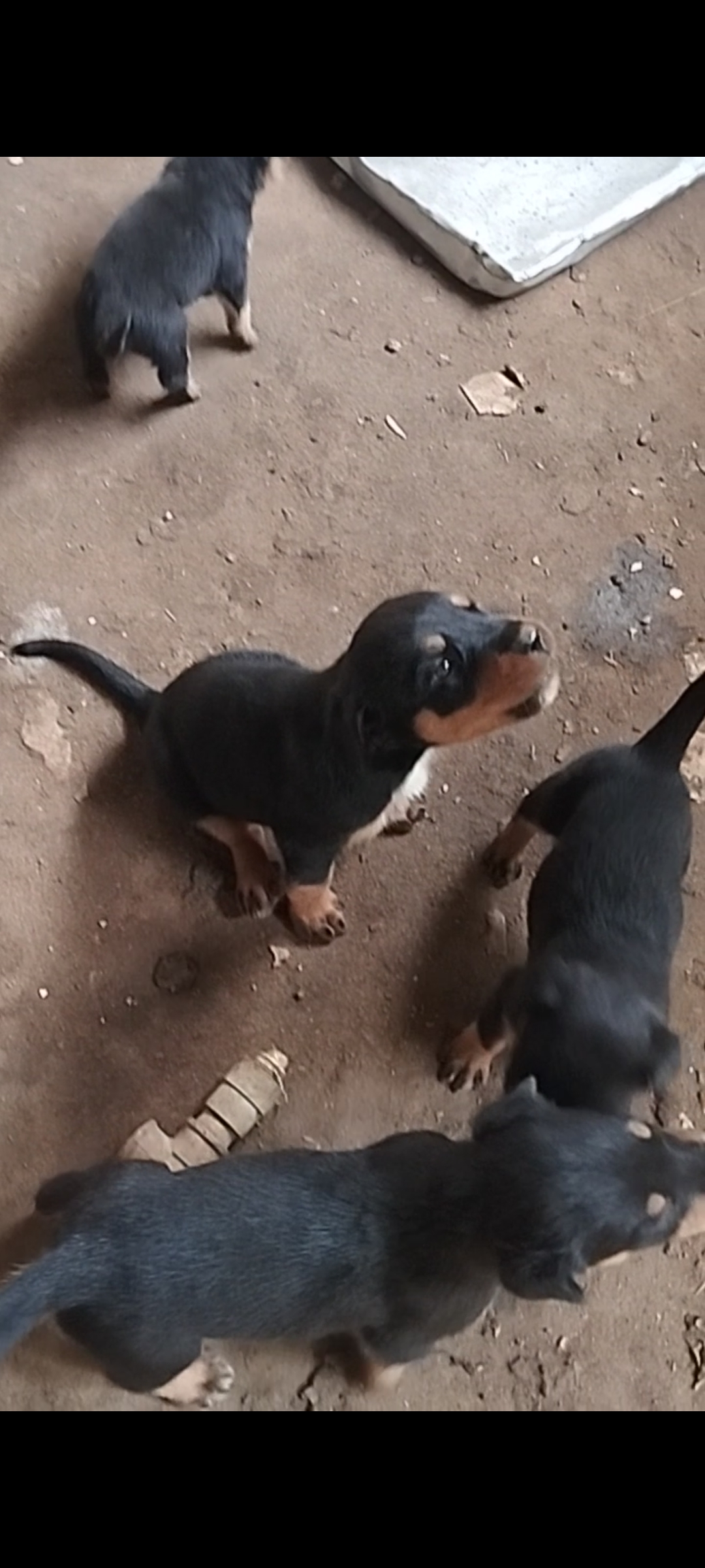 Rottweiler - Foto 1