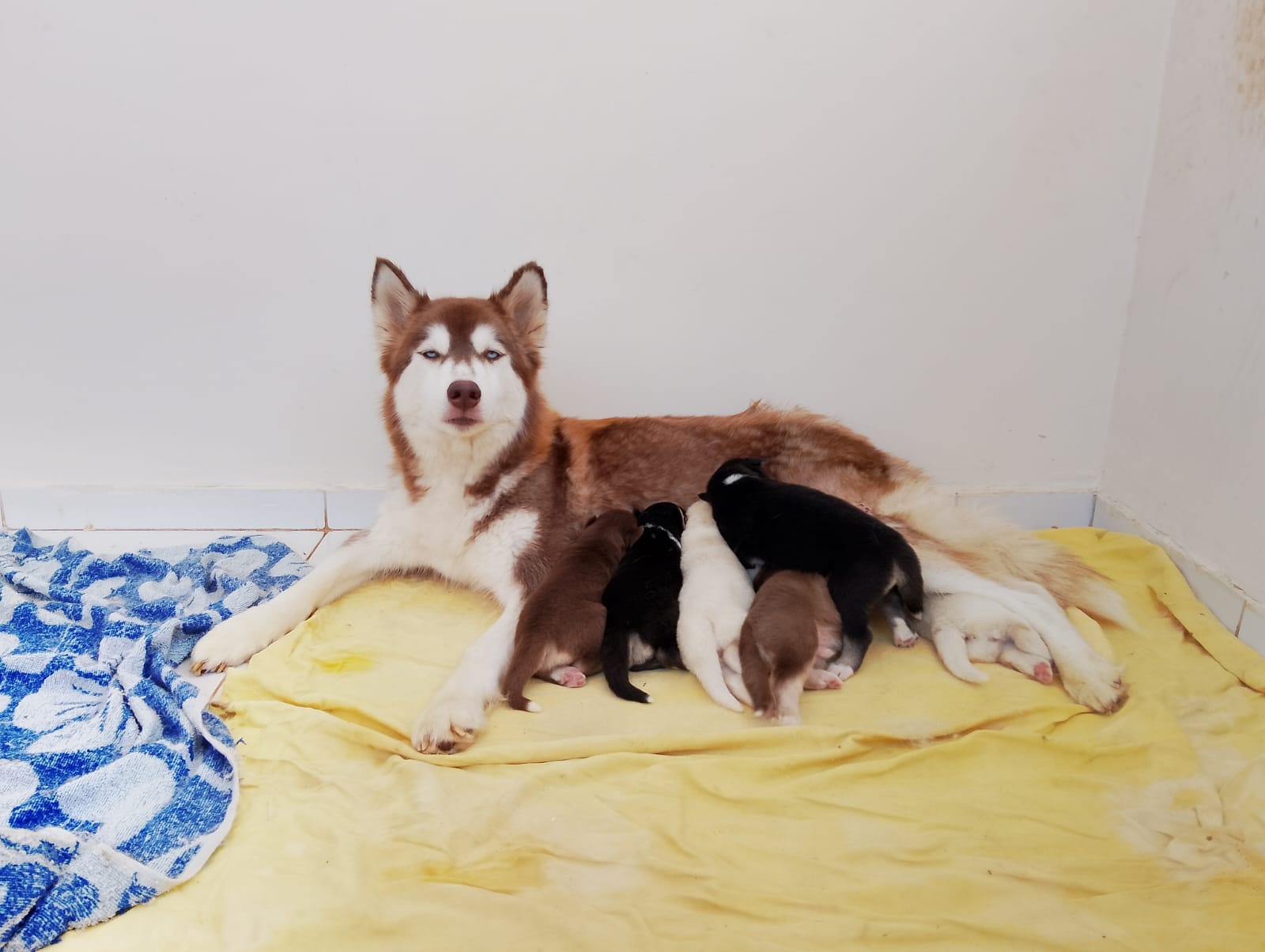 Husky Siberiano - Foto 2
