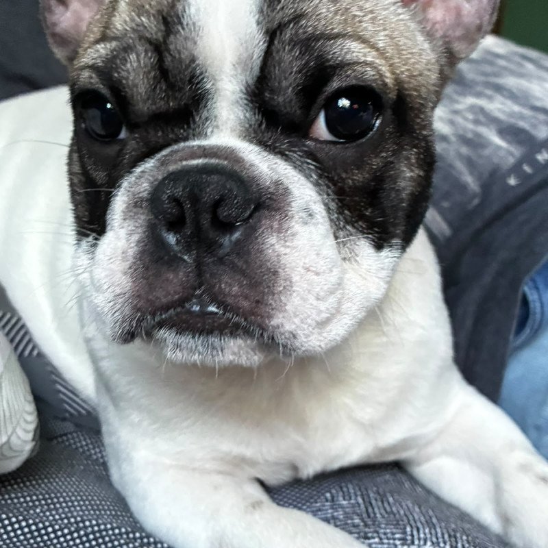 Filhote de bulldog francês - Foto 5