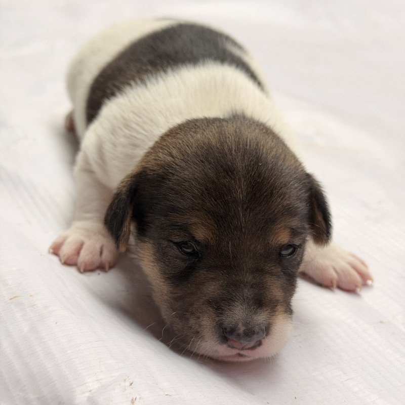 Lindos filhotes de Jack Russell Terrier disponíveis - Foto 2
