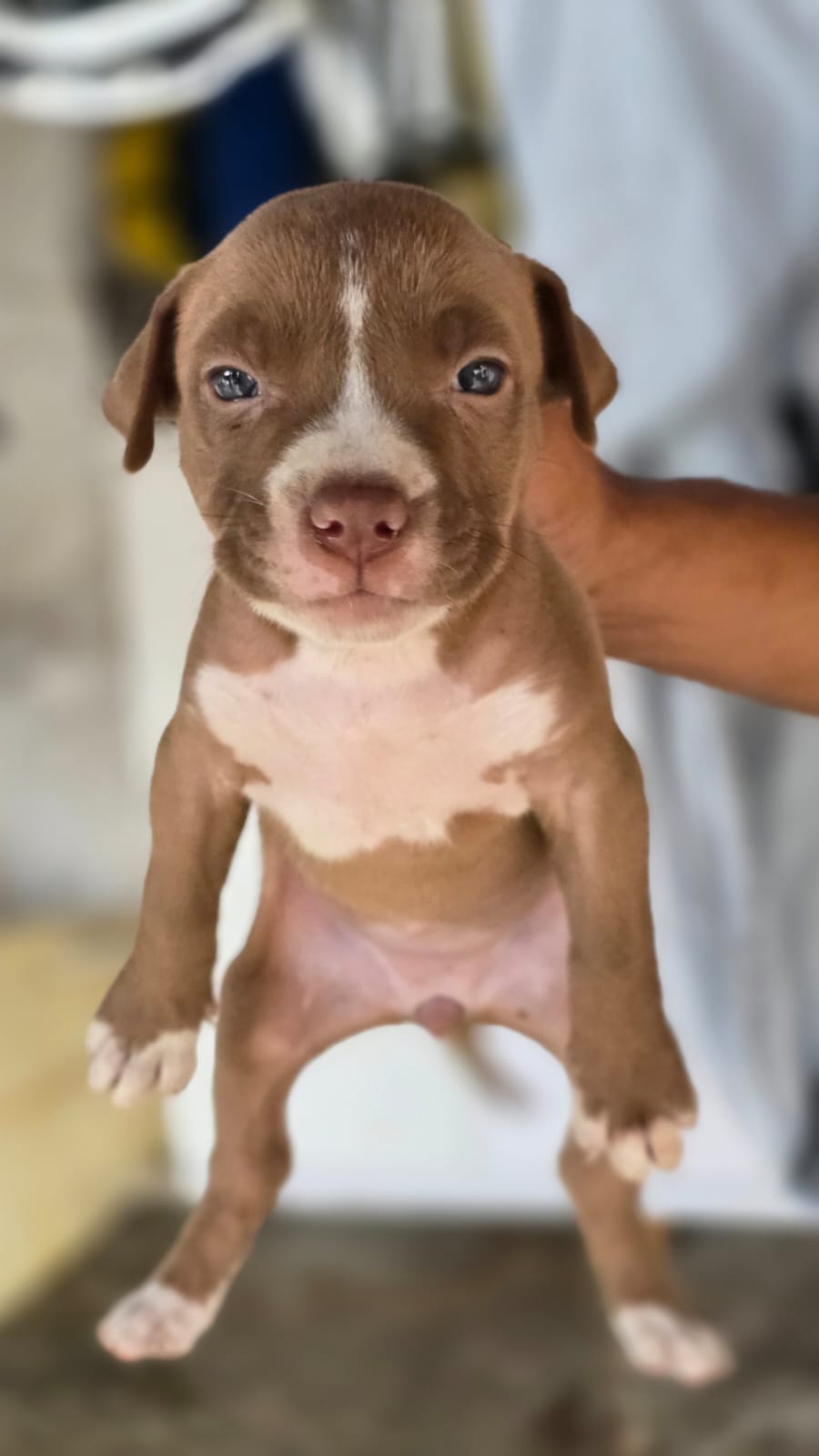 Pitbull Américan bully - Foto 2