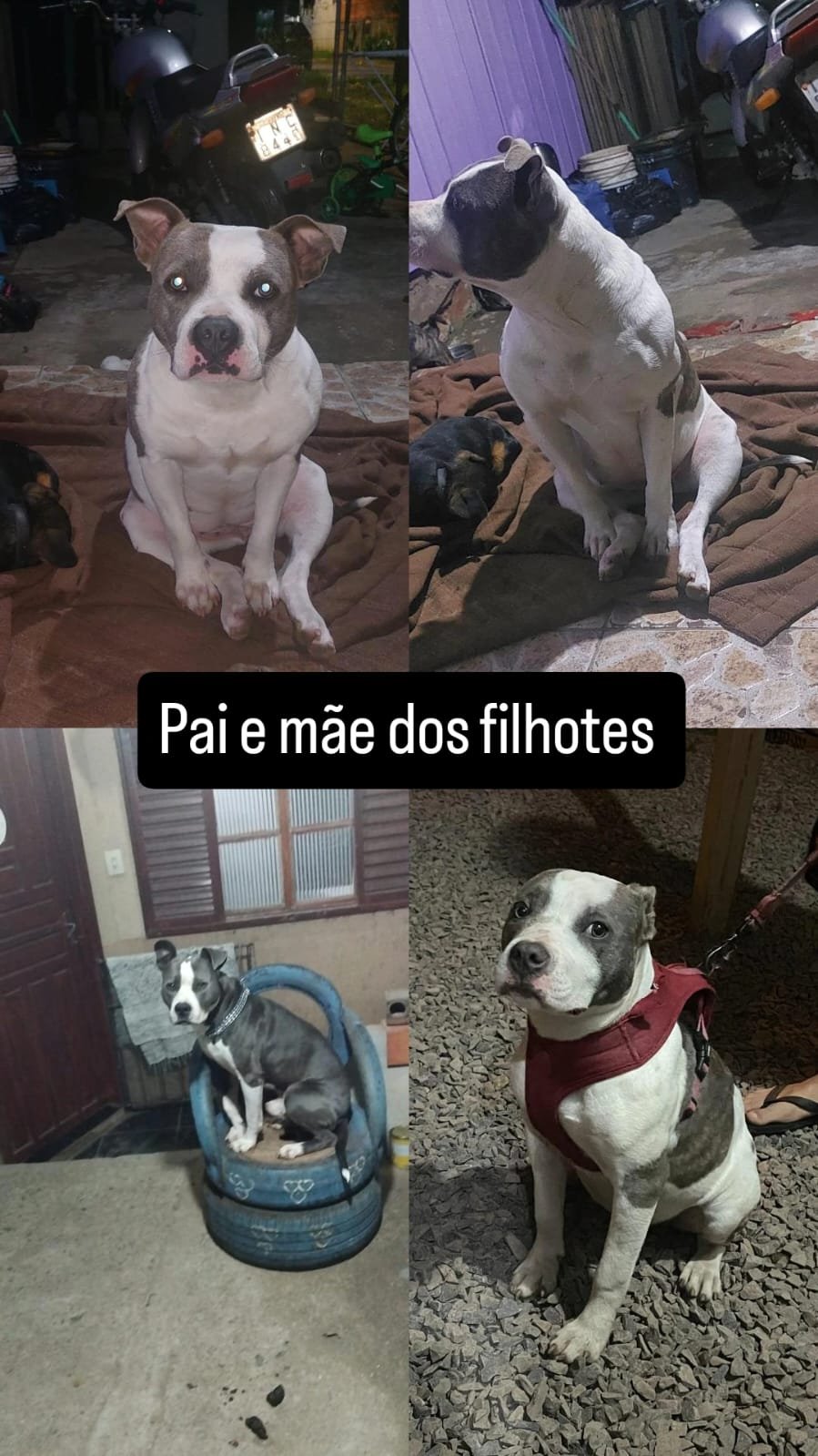 Vendo Pitbull  - Foto 2