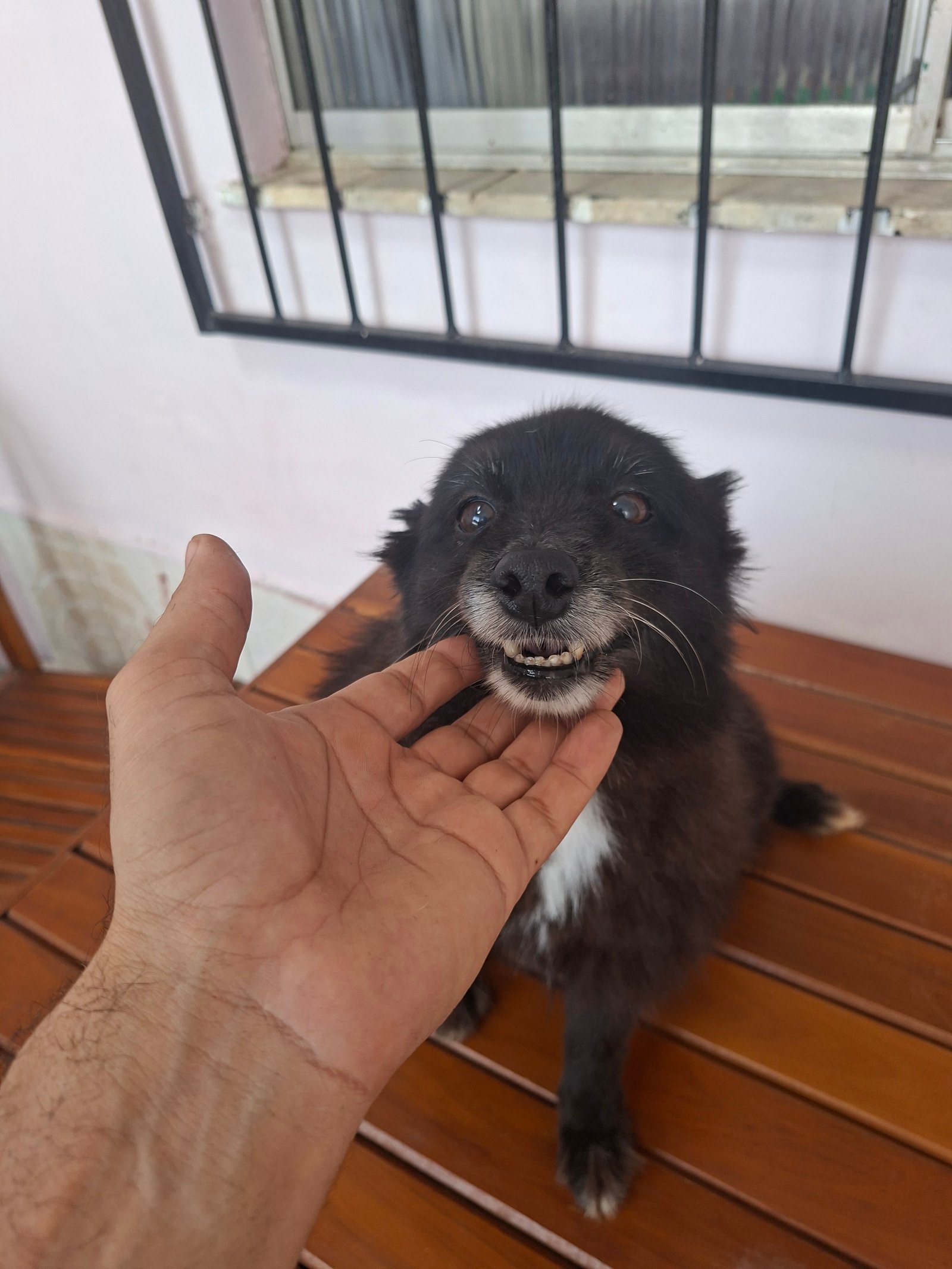 Doação de Spitz Preta - Foto 1