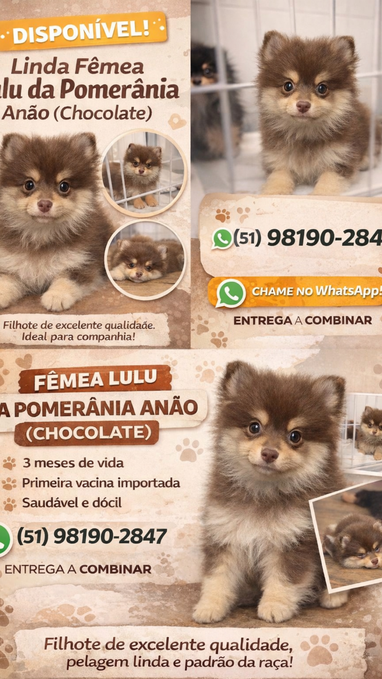Spitz Alemão - Foto 1