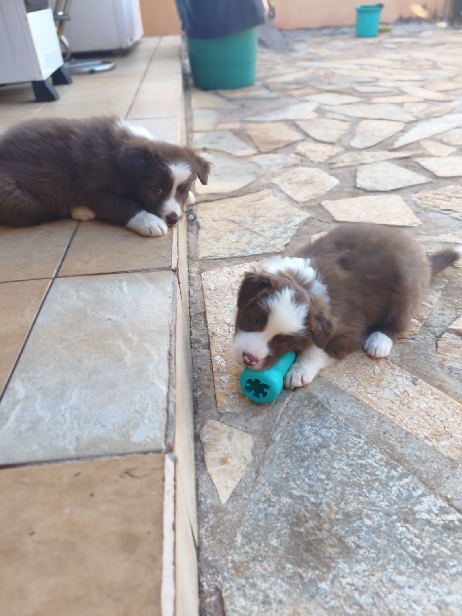 Filhotes Border Collie Red & White - Foto 2
