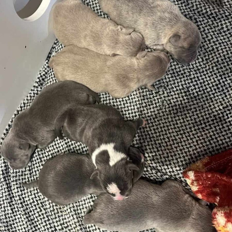 Filhotes de american bully micro - Foto 2