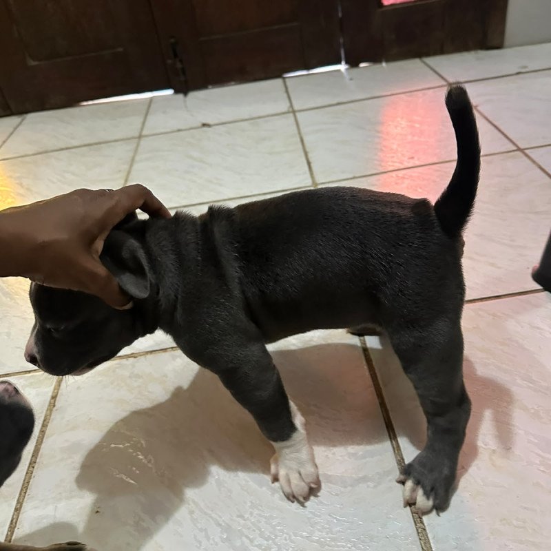 Lindas filhotes cinzas prontas pra receber amor - Foto 5