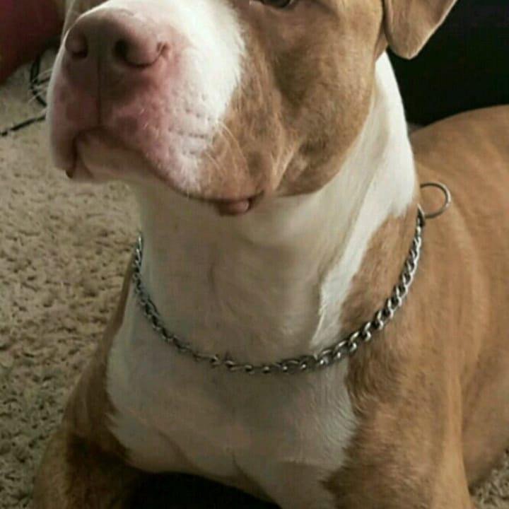 Lindos Filhotes de Pitbull - Foto 1