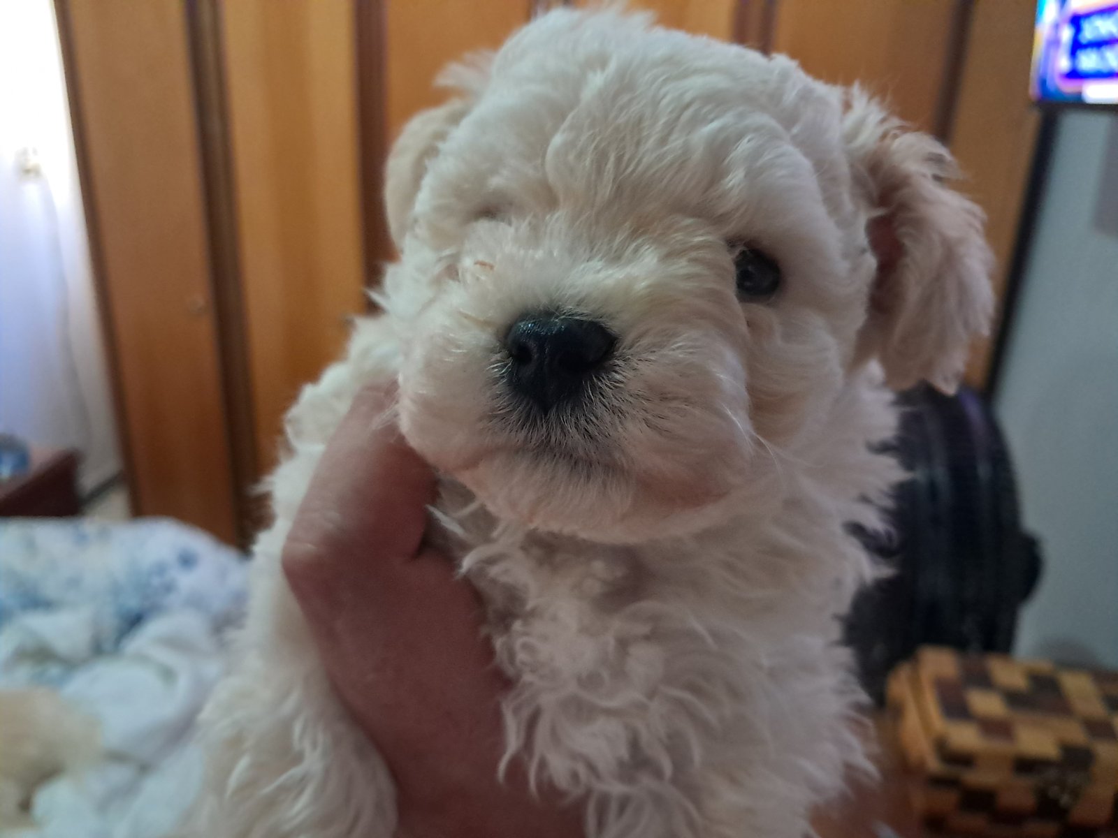 Filhote Poodle Toy macho - Foto 1