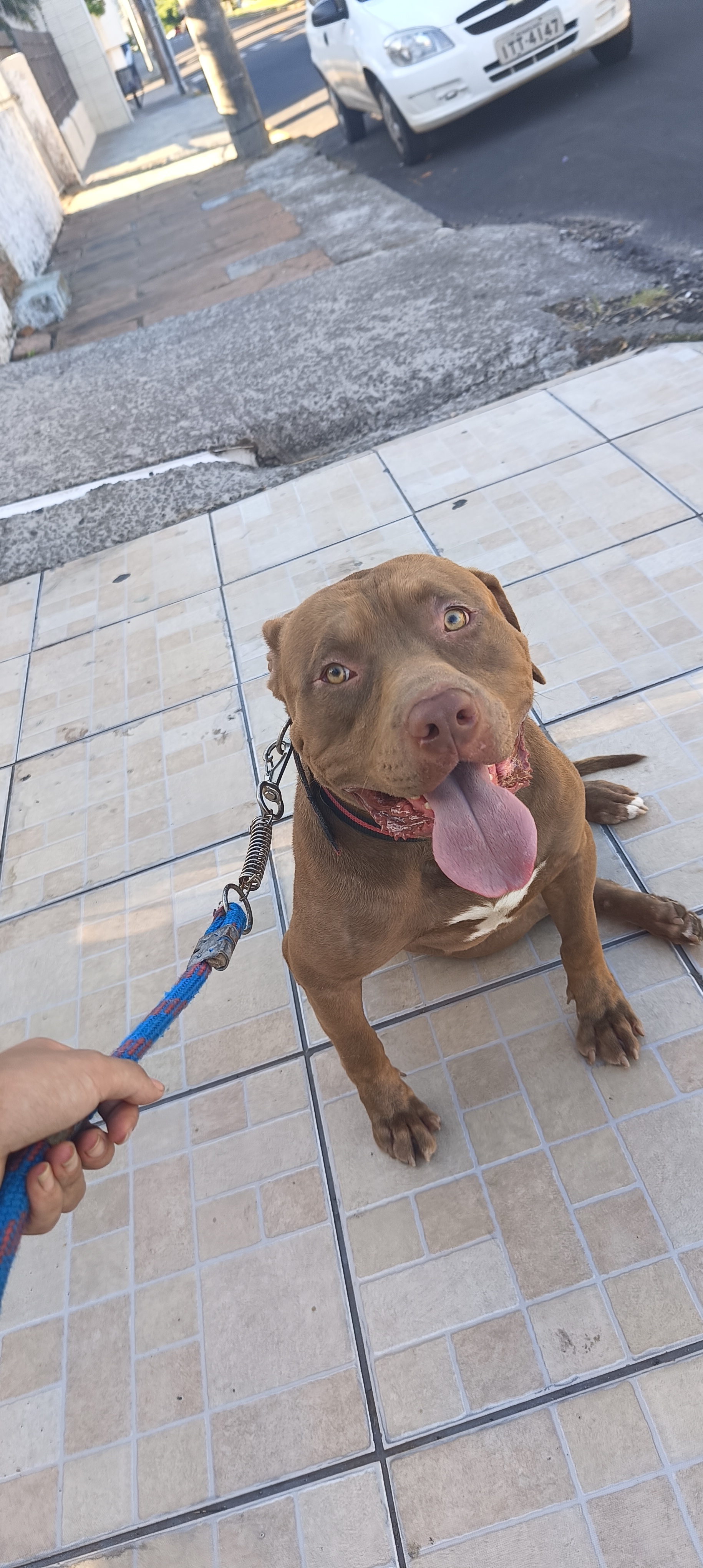 Vendo Pit Monster  - Foto 1