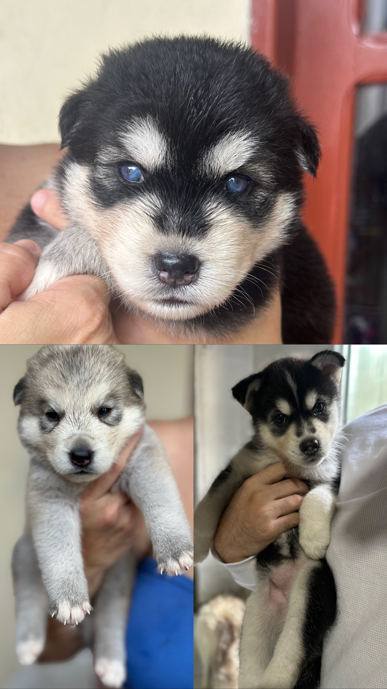 Vendo filhotes de Husky Siberiano  - Foto 1