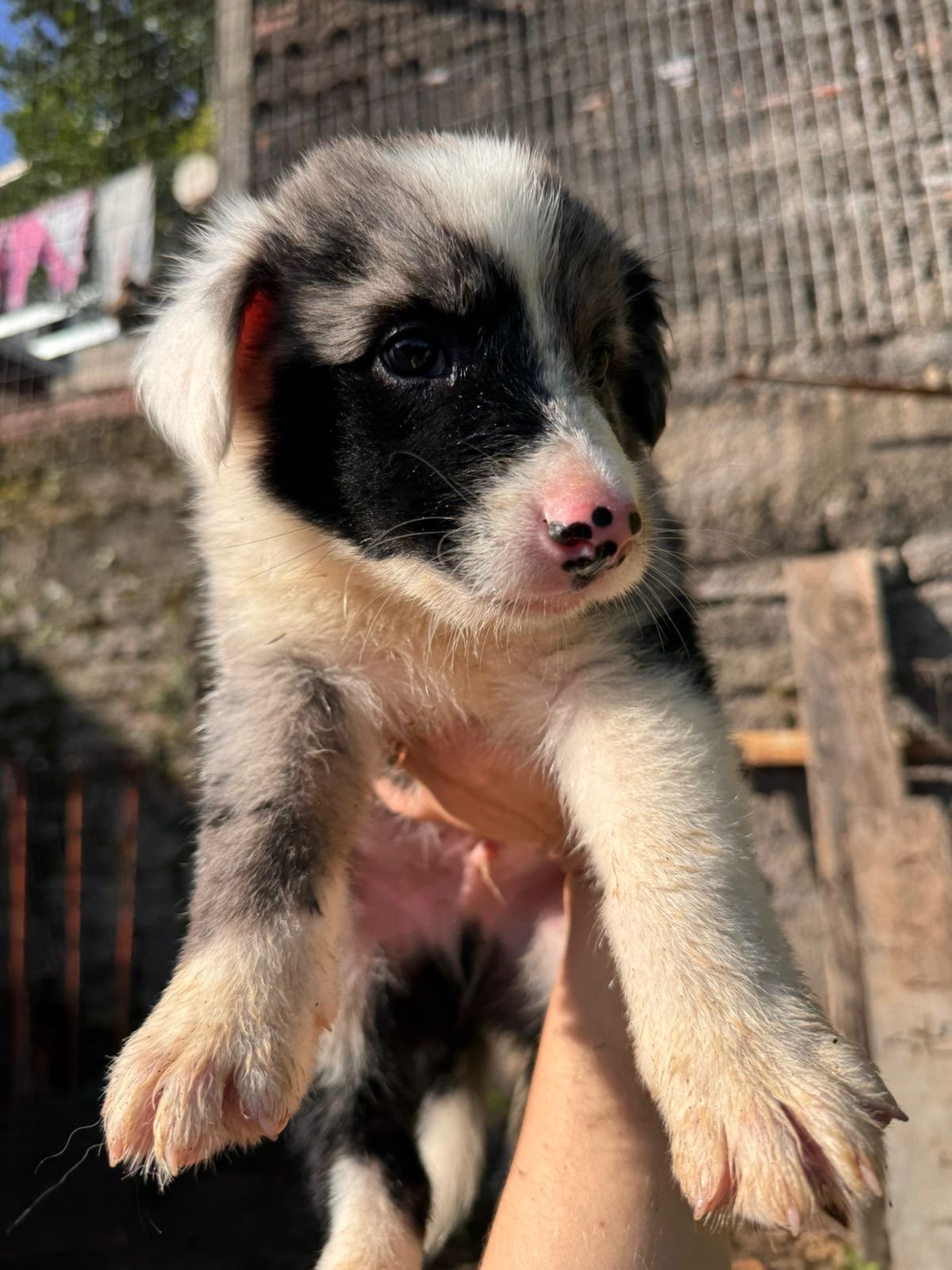 Filhotes border collie puros - Foto 3