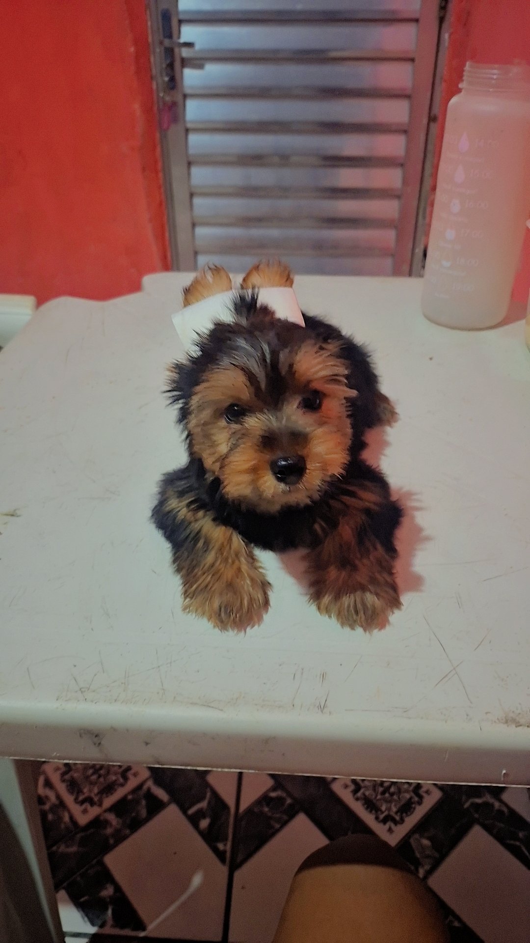 Uma linda bebê  de Yorkshire Terrier  - Foto 3