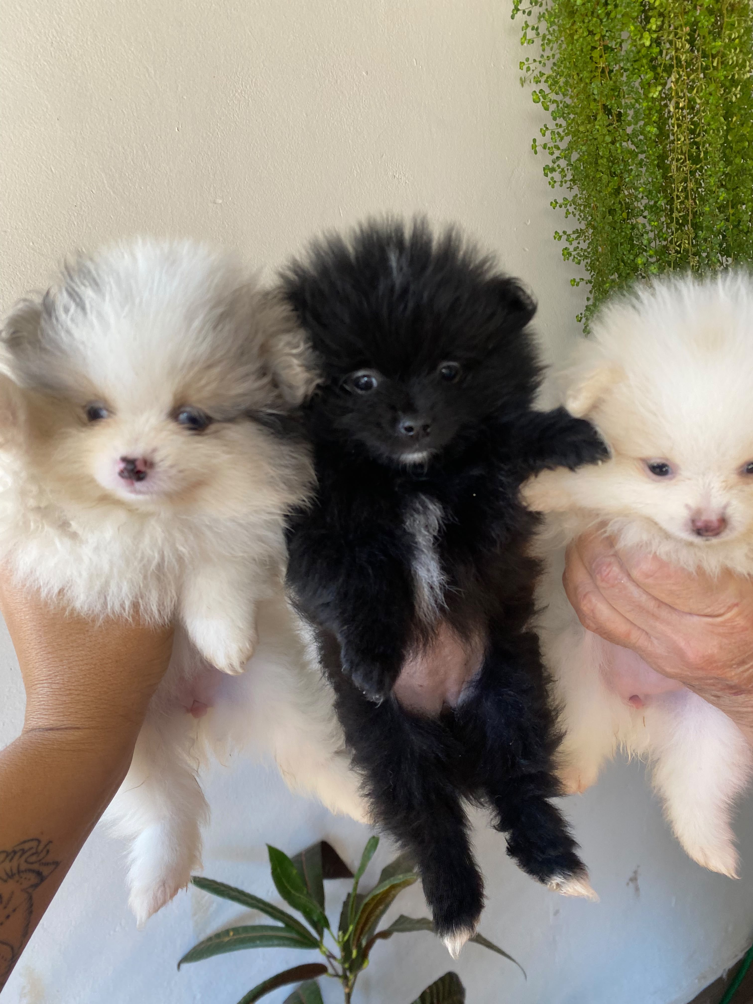 Filhotes Lulu da Pomerânia (Spitz Alemão Anão) – Fêmeas - Foto 4