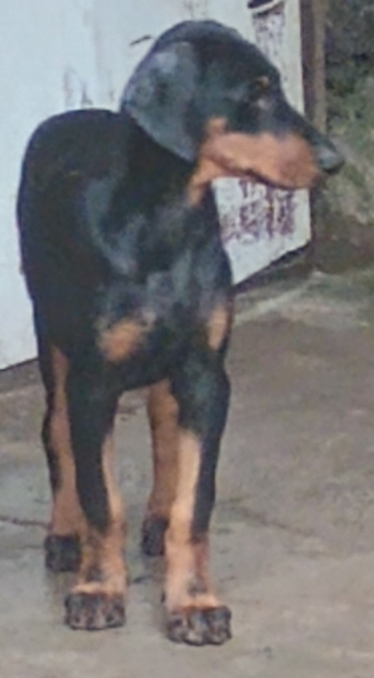 Vendo filhote de Dobermann  - Foto 1