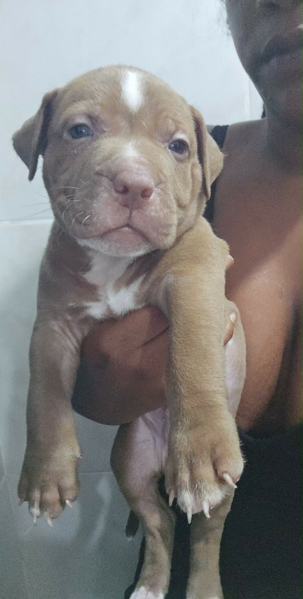 PITTBUL PURO  - Foto 2