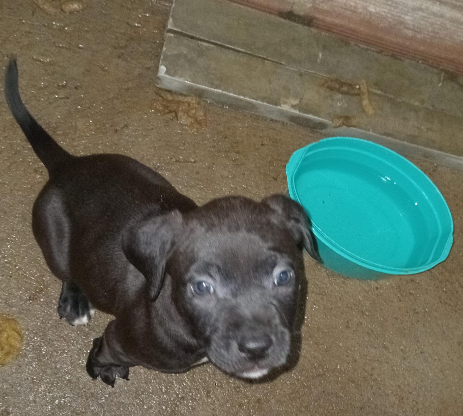 Cachorro  - Foto 1