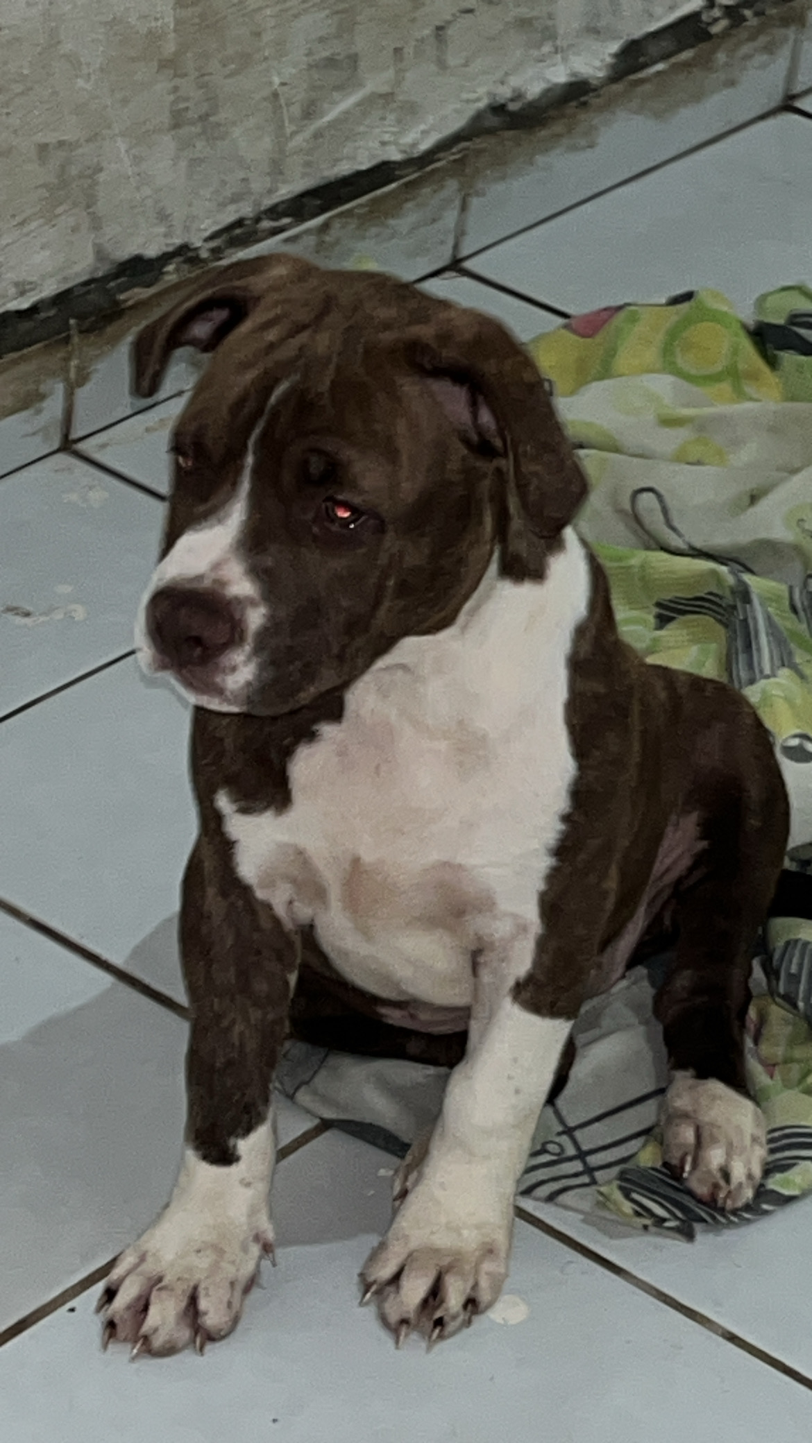 Filhotes pit monster e american bully - Foto 1