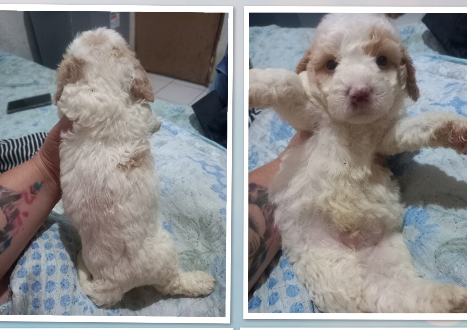 Filhote de Poodle - Foto 2
