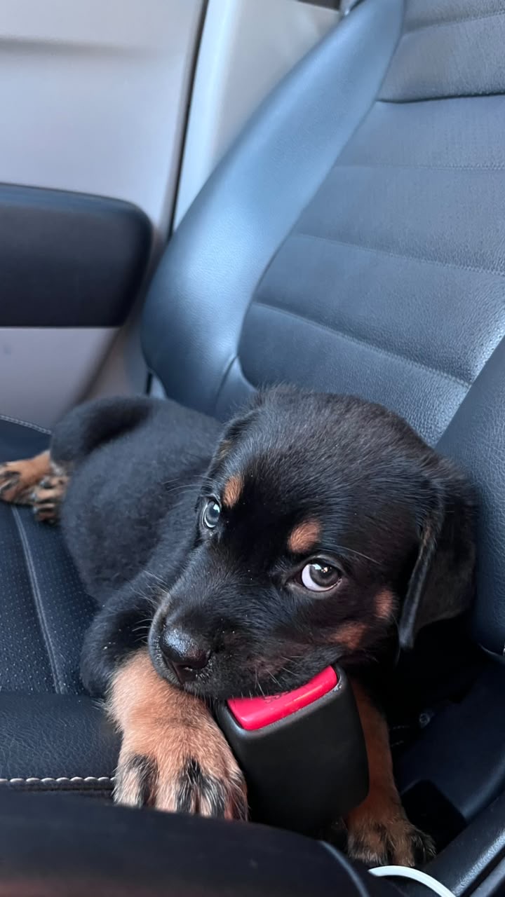 Vendo filhote de rottweiler - Foto 3