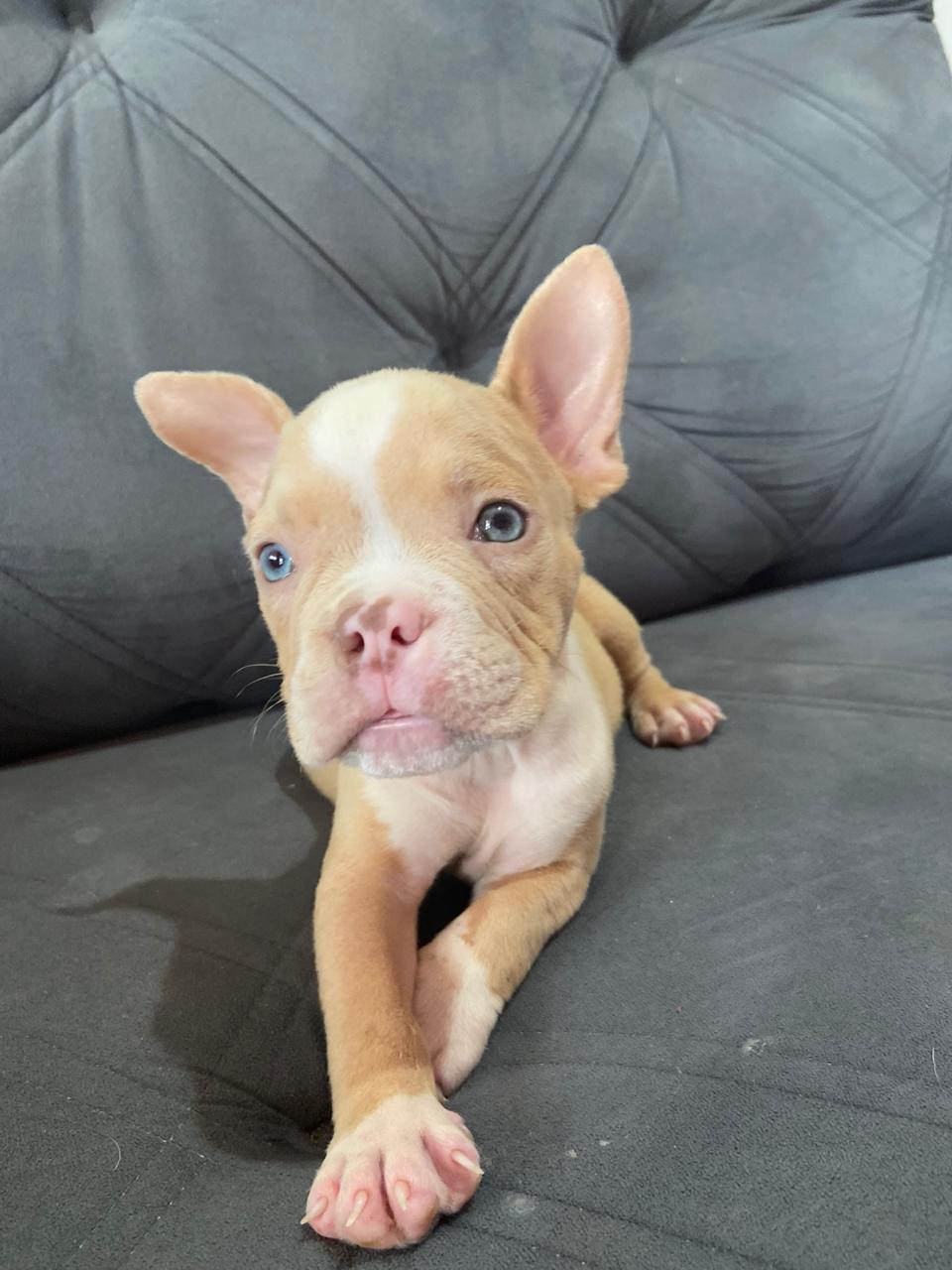 American Bully - Foto 2
