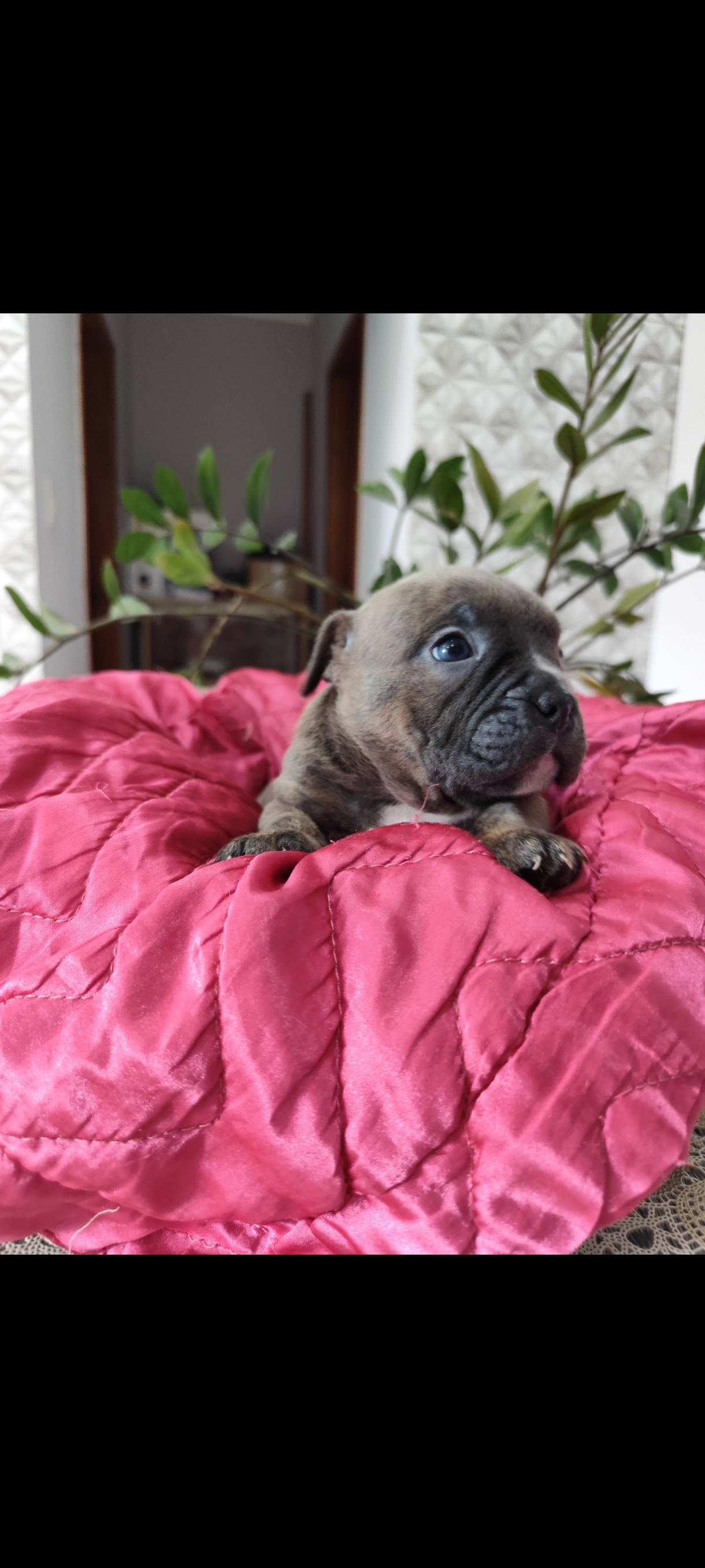 American Bully - Foto 2