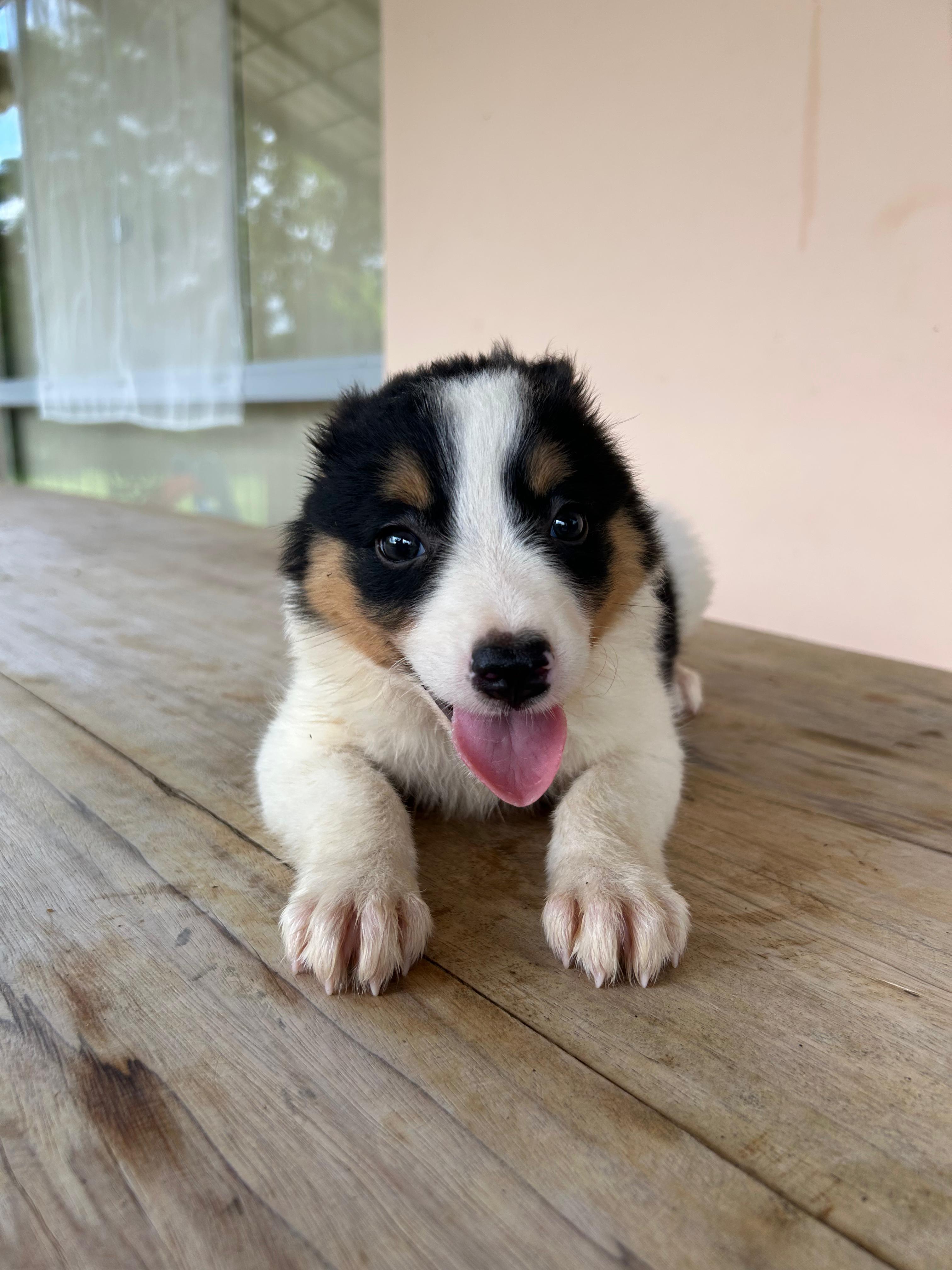 Border Collie - Foto 2