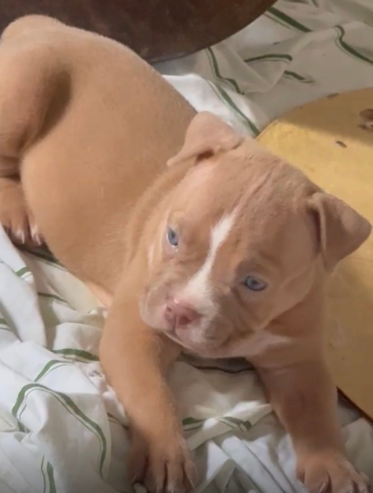 Lindos flores de American Bully - Foto 4