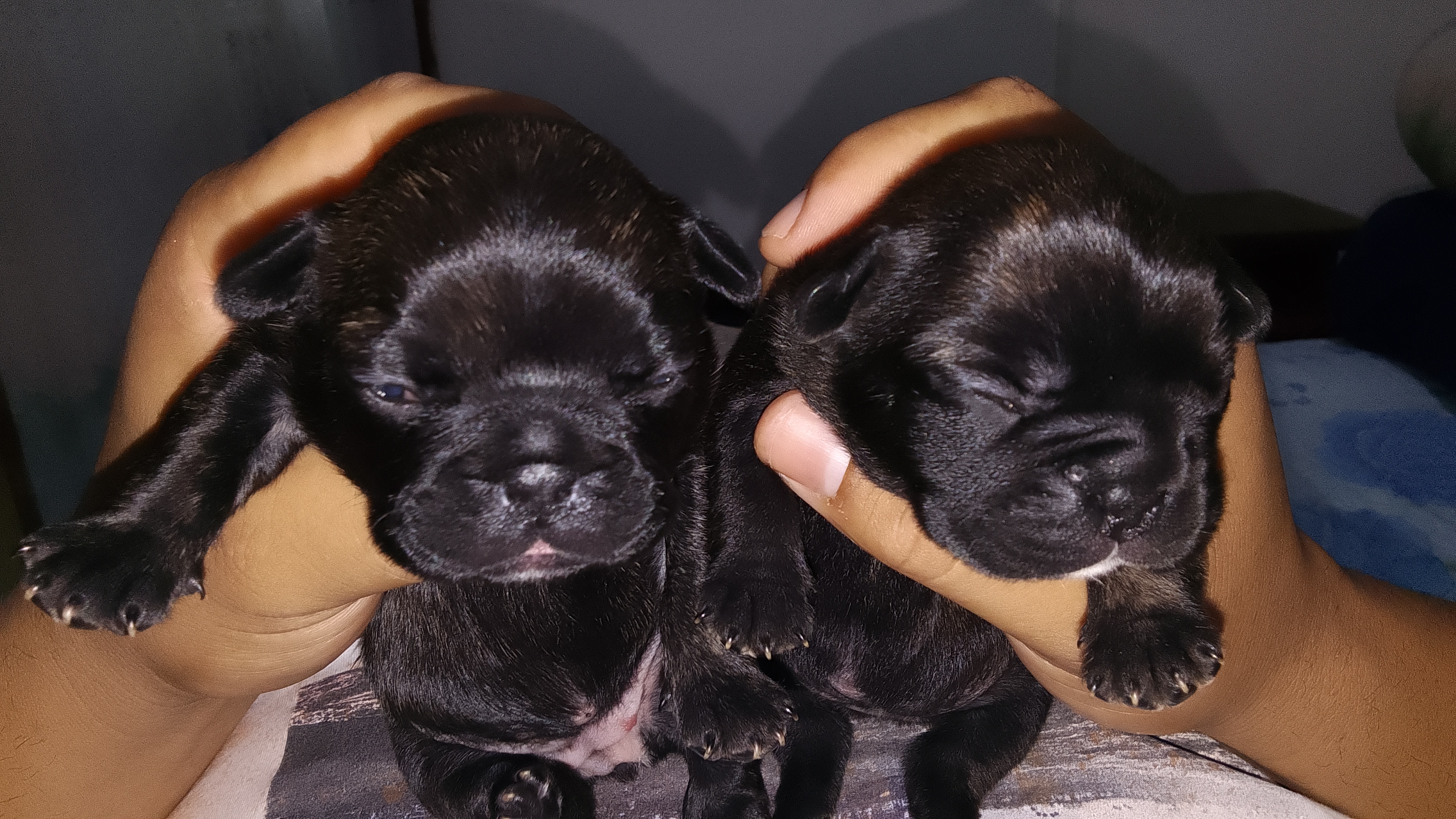 Bulldog francês  - Foto 1