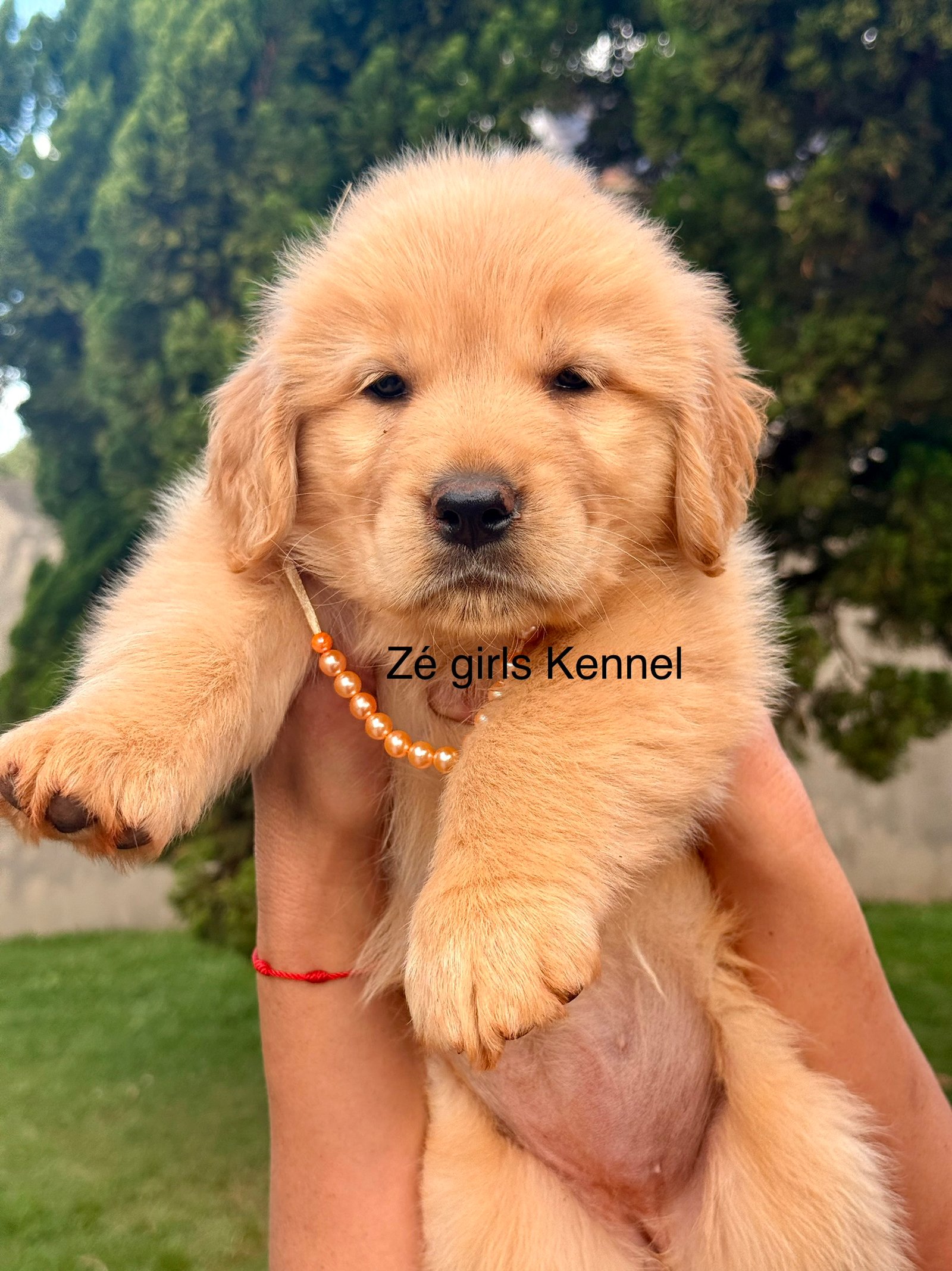Golden retriever - Foto 2
