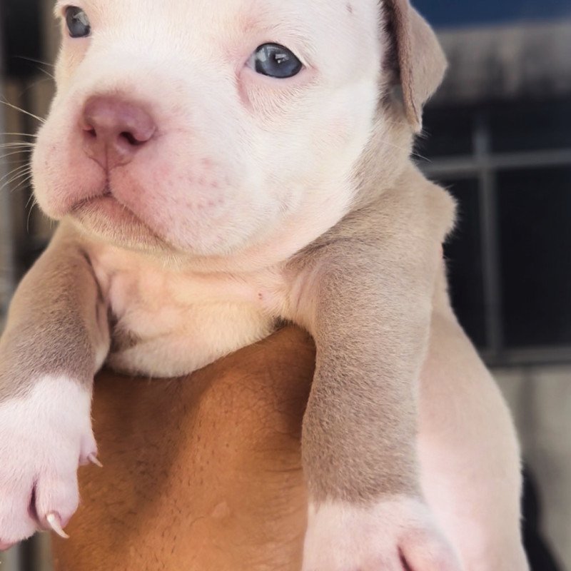 Lindos flores de American Bully - Foto 2