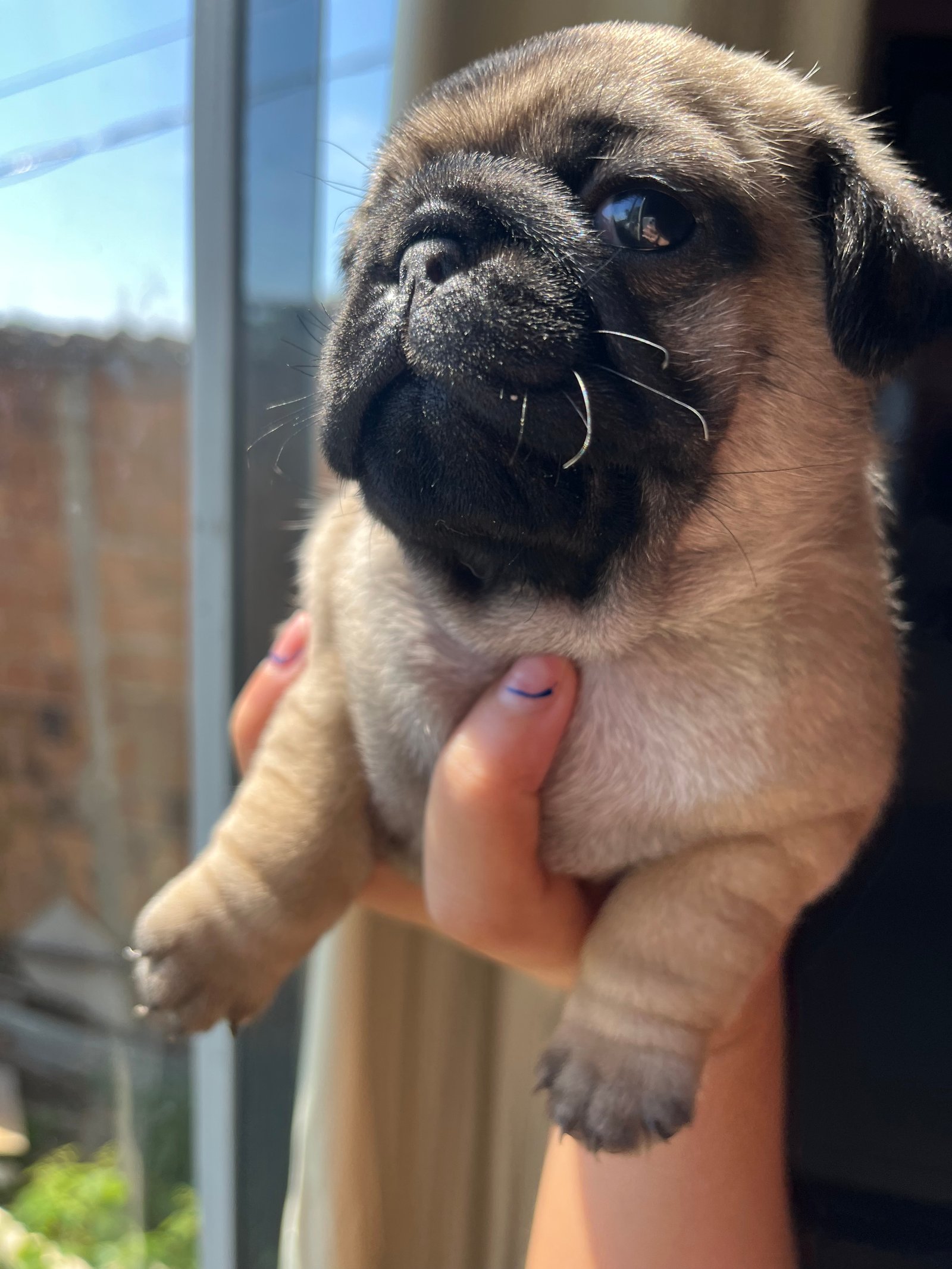 Vendo pug legítimo vermífugado e vitaminado  - Foto 1