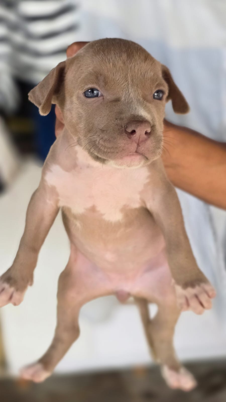 Pitbull Américan bully - Foto 1