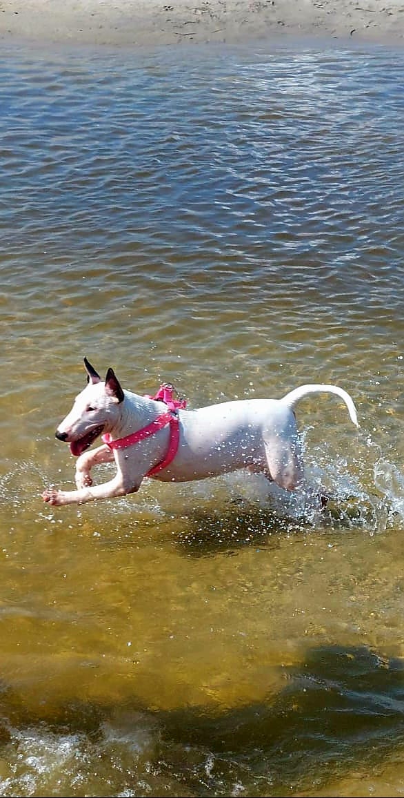 Bull Terrier Inglês - Foto 3