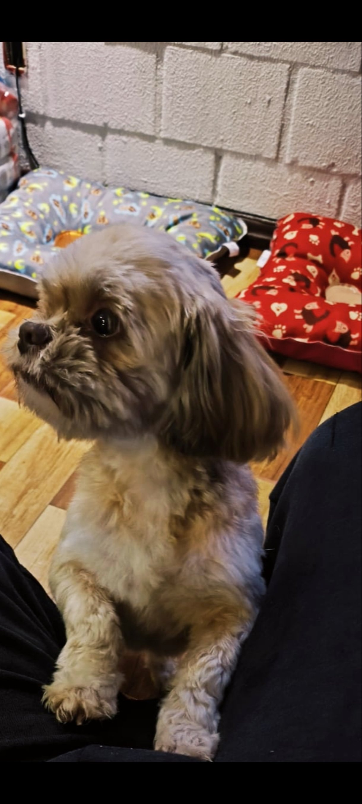 Shih Tzu Macho - Foto 2