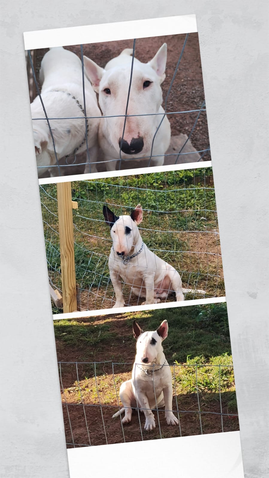 Bull Terrier Inglês - Foto 2