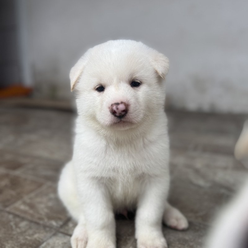 Últimos filhotes de Akita - Foto 4