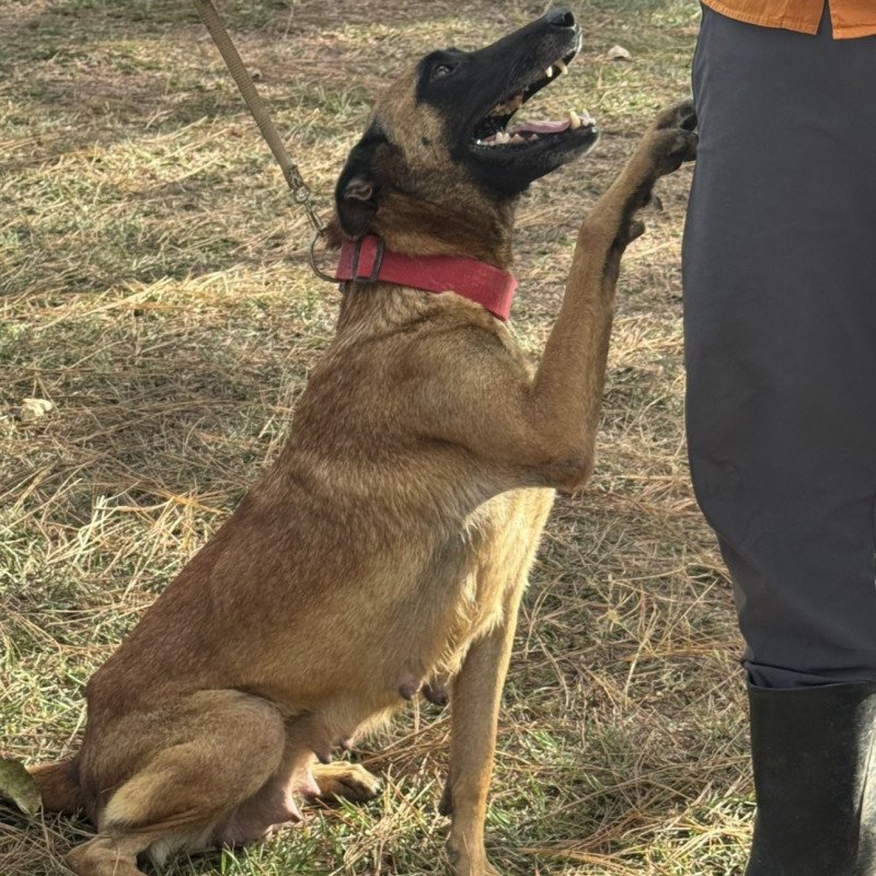 Lindo filhote de Pastor Malinois, macho e com 3 meses - Foto 3