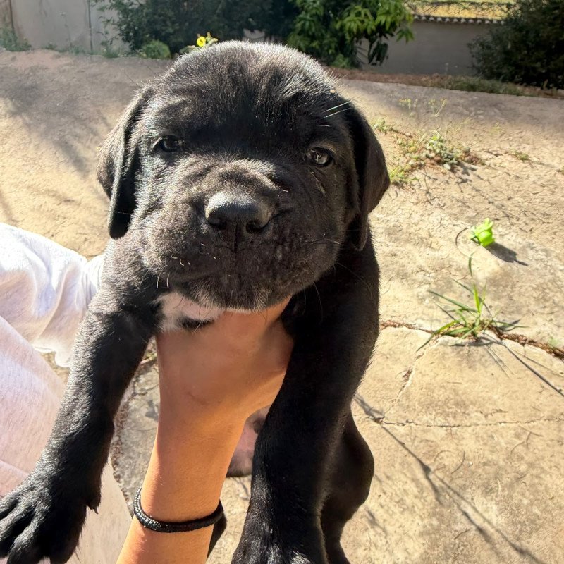 Filhotes de Cane Corso Italiano - Foto 1