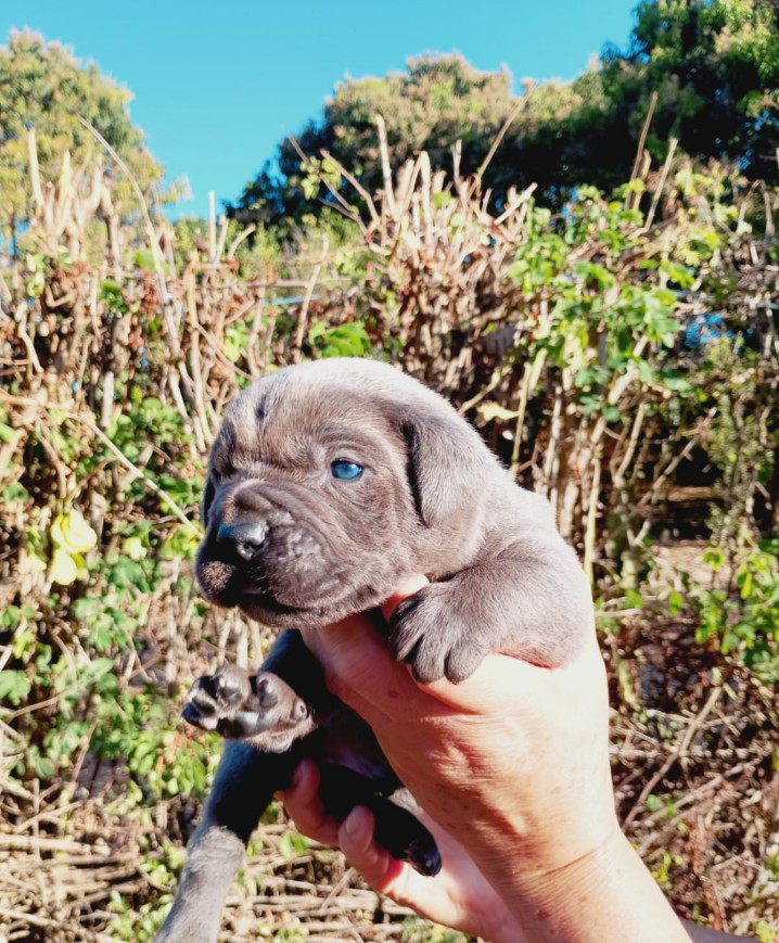 Filhotes de Cane Corso - Foto 1