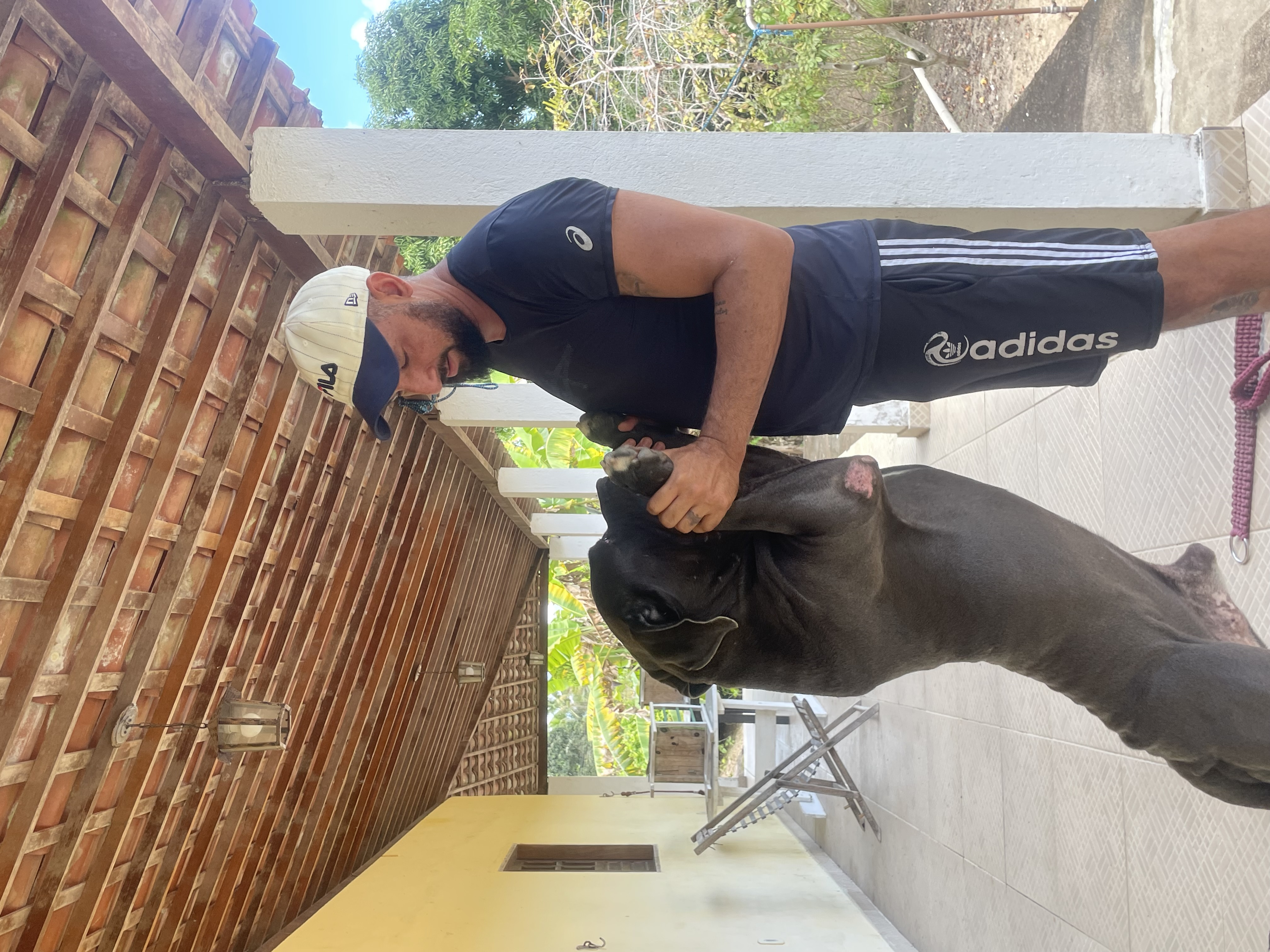 Cane Corso - Foto 3